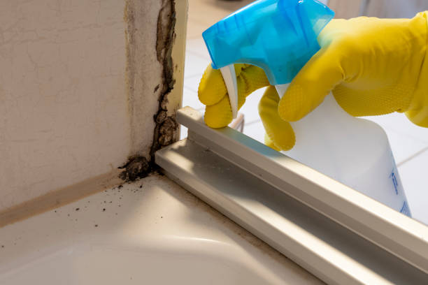 Why You Should Choose Our Mold Remediation Services in Cattaraugus, NY